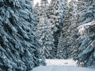 Forstamt Rüdesheim lädt zum Auswählen und Fällen von Weihnachtsbäumen im Wald