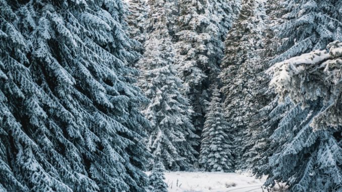 Forstamt Rüdesheim lädt zum Auswählen und Fällen von Weihnachtsbäumen im Wald