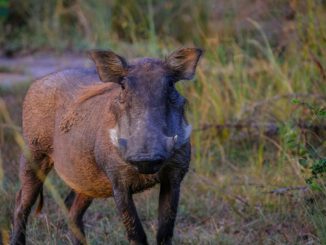 Keine neuen Fälle der Afrikanischen Schweinepest im Rheingau Taunus Kreis seit zehn Monaten