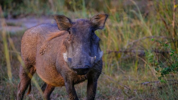 Keine neuen Fälle der Afrikanischen Schweinepest im Rheingau Taunus Kreis seit zehn Monaten Keine neuen Fälle der Afrikanischen Schweinepest im Rheingau Taunus Kreis seit zehn Monaten