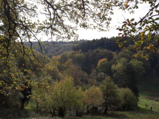 Rauenthal bekommt neuen Wanderweg durch Weinberge und Streuobstwiesen