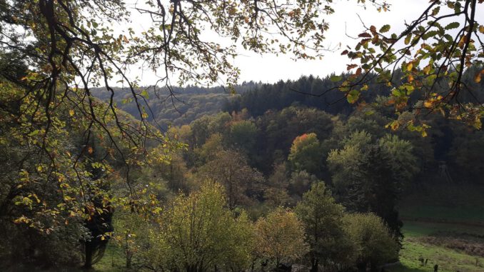 Rauenthal bekommt neuen Wanderweg durch Weinberge und Streuobstwiesen